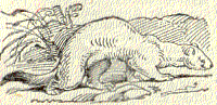 L'hermine
