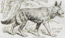 Le loup