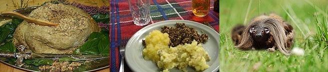 Haggis real and surreal