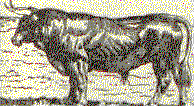 Le taureau